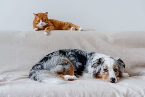 Lee más sobre el artículo Convivencia con mascotas en comunidades de propietarios en concordancia con la Ley de Bienestar Animal